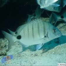 Image result for Diplodus cadenati