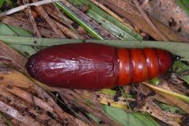 Attēlu rezultāti vaicājumam “Polia nebulosa”