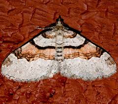 Attēlu rezultāti vaicājumam “Xanthorhoe designata”