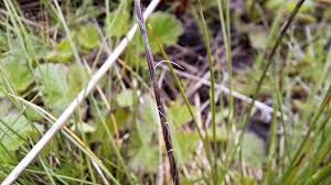 Attēlu rezultāti vaicājumam “Nardus stricta fruit”