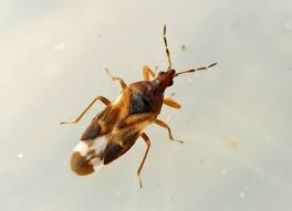 Attēlu rezultāti vaicājumam “Anthocoris nemorum”