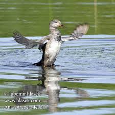 Attēlu rezultāti vaicājumam “Anas strepera female”