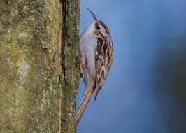 Attēlu rezultāti vaicājumam “Certhia familiaris”