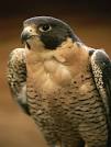 Photo: Peregrine falcon