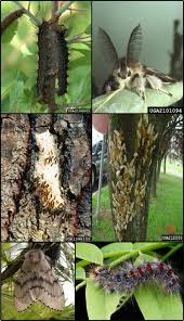 Attēlu rezultāti vaicājumam “Lymantria dispar”