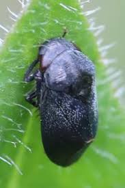 Attēlu rezultāti vaicājumam “Lamprotettix nitidulus”