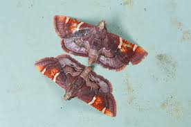 Attēlu rezultāti vaicājumam “Pyralis regalis”