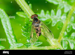 Attēlu rezultāti vaicājumam “Rhagionidae”