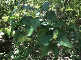 Attēlu rezultāti vaicājumam “Lonicera ferdinandii”