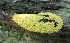 Attēlu rezultāti vaicājumam “Fuligo septica var. candida plasmodium”