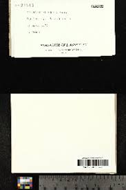 Attēlu rezultāti vaicājumam “Opegrapha rufescens”