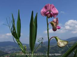 Attēlu rezultāti vaicājumam “Lathyrus sylvestris leaf”