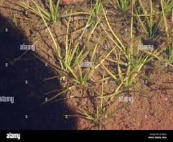 Attēlu rezultāti vaicājumam “Isoetes echinospora”