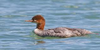 Attēlu rezultāti vaicājumam “Mergus merganser juvenile”