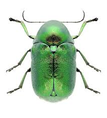 Attēlu rezultāti vaicājumam “Cryptocephalus aureolus, Cryptocephalus sericeus”