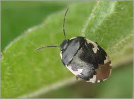 Attēlu rezultāti vaicājumam “Tritomegas bicolor”
