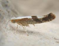 Attēlu rezultāti vaicājumam “Argyresthia pruniella”