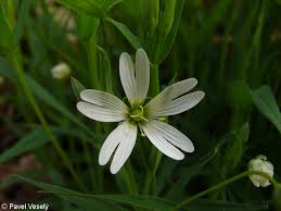 Attēlu rezultāti vaicājumam “Stellaria holostea fruit”