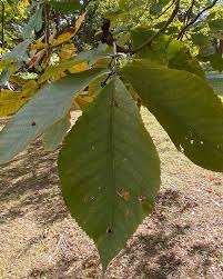 Attēlu rezultāti vaicājumam “Carya ovata leaf”