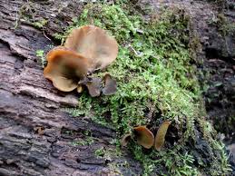 Attēlu rezultāti vaicājumam “Chlorencoelia versiformis”