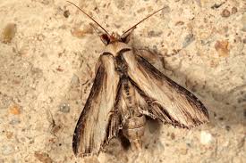 Attēlu rezultāti vaicājumam “Shargacucullia scrophulariae larva”