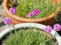 Attēlu rezultāti vaicājumam “Anthyllis maritima leaf”