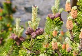 Attēlu rezultāti vaicājumam “Pinus mugo fruit”