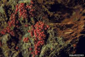 Attēlu rezultāti vaicājumam “Nectria sp., Neonectria sp.”