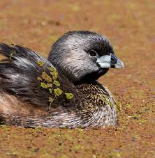 Image result for Podilymbus podiceps