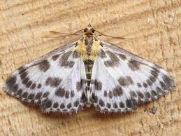 Attēlu rezultāti vaicājumam “Anania hortulata”