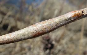 Attēlu rezultāti vaicājumam “Nematus salicis”