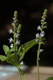 Attēlu rezultāti vaicājumam “Veronica officinalis flower”
