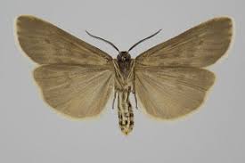 Attēlu rezultāti vaicājumam “Coscinia cribraria”