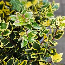 Attēlu rezultāti vaicājumam “Ilex x meserveae”