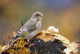 Attēlu rezultāti vaicājumam “Chloris chloris female”