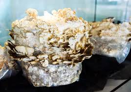 Attēlu rezultāti vaicājumam “Trametes versicolor”