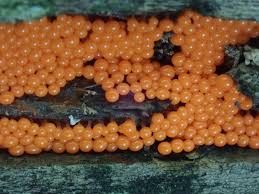 Attēlu rezultāti vaicājumam “Hemitrichia decipiens spores”