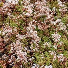 Image result for Sedum album `Coral Carpet`