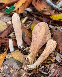 Attēlu rezultāti vaicājumam “Clavariadelphus pistillaris”