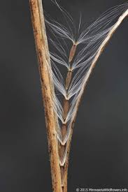 Attēlu rezultāti vaicājumam “Epilobium palustre fruit”