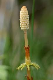 Attēlu rezultāti vaicājumam “Equisetum sylvaticum”