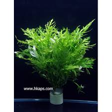 「水蘭」的圖片搜尋結果