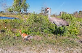 Image result for Grus canadensis