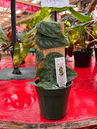 Attēlu rezultāti vaicājumam “Melandrya dubia”