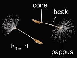 Attēlu rezultāti vaicājumam “Taraxacum officinale aggr. fruit”