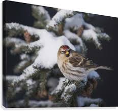 Attēlu rezultāti vaicājumam “Carduelis flammea female”