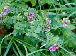 Attēlu rezultāti vaicājumam “Vicia sepium flower”