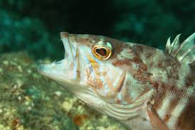 Image result for Serranus atricauda