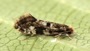 Attēlu rezultāti vaicājumam “Nemapogon cloacella”