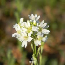 Attēlu rezultāti vaicājumam “Berteroa incana fruit”